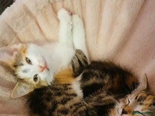 Domestic Shorthair cats 3 kittens for sale - Advert 1