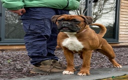 Boxer dogs for sale: Champion sired Lovely  Boxer Puppy Available  - Image 10