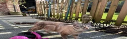 Mixed Breed cats for sale: Neutered male cat  - Advert 8