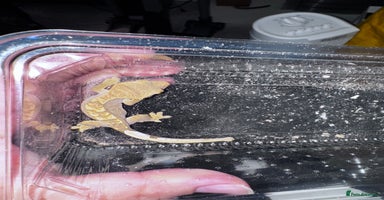 Leopard Gecko reptiles - Advert 13