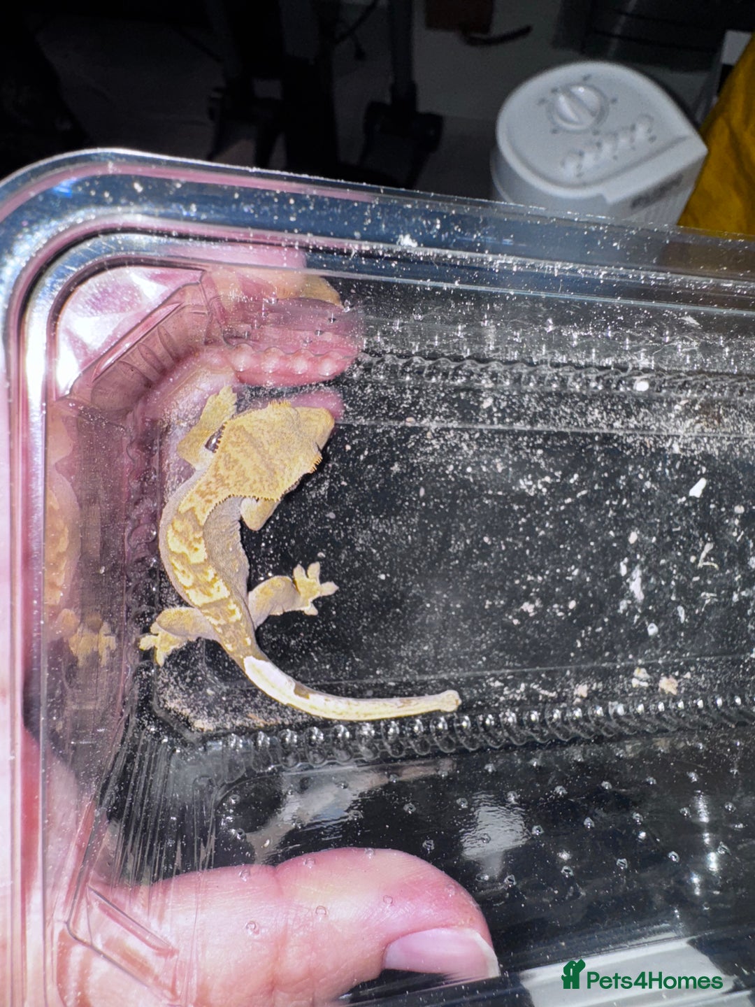 Leopard Gecko reptiles for sale: Leopard & crested geckos - possible a full setup  - Image 3
