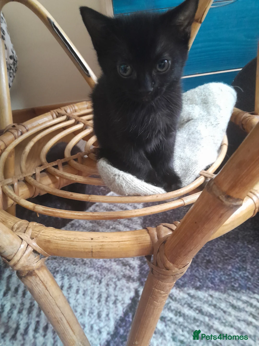 Mixed Breed cats for sale: Kittens - Advert 18