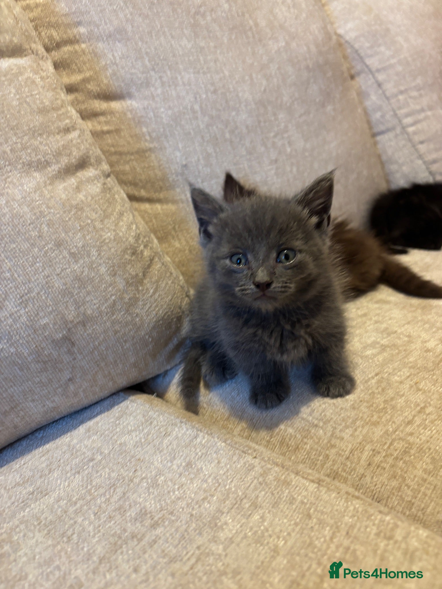 Munchkin cats RARE SHORTHAIRED BLUE MUNCHKIN BOY  - Advert 2
