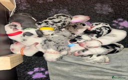 Mixed Breed dogs for sale: beautiful Bull/Greyhound puppies  - Image 5