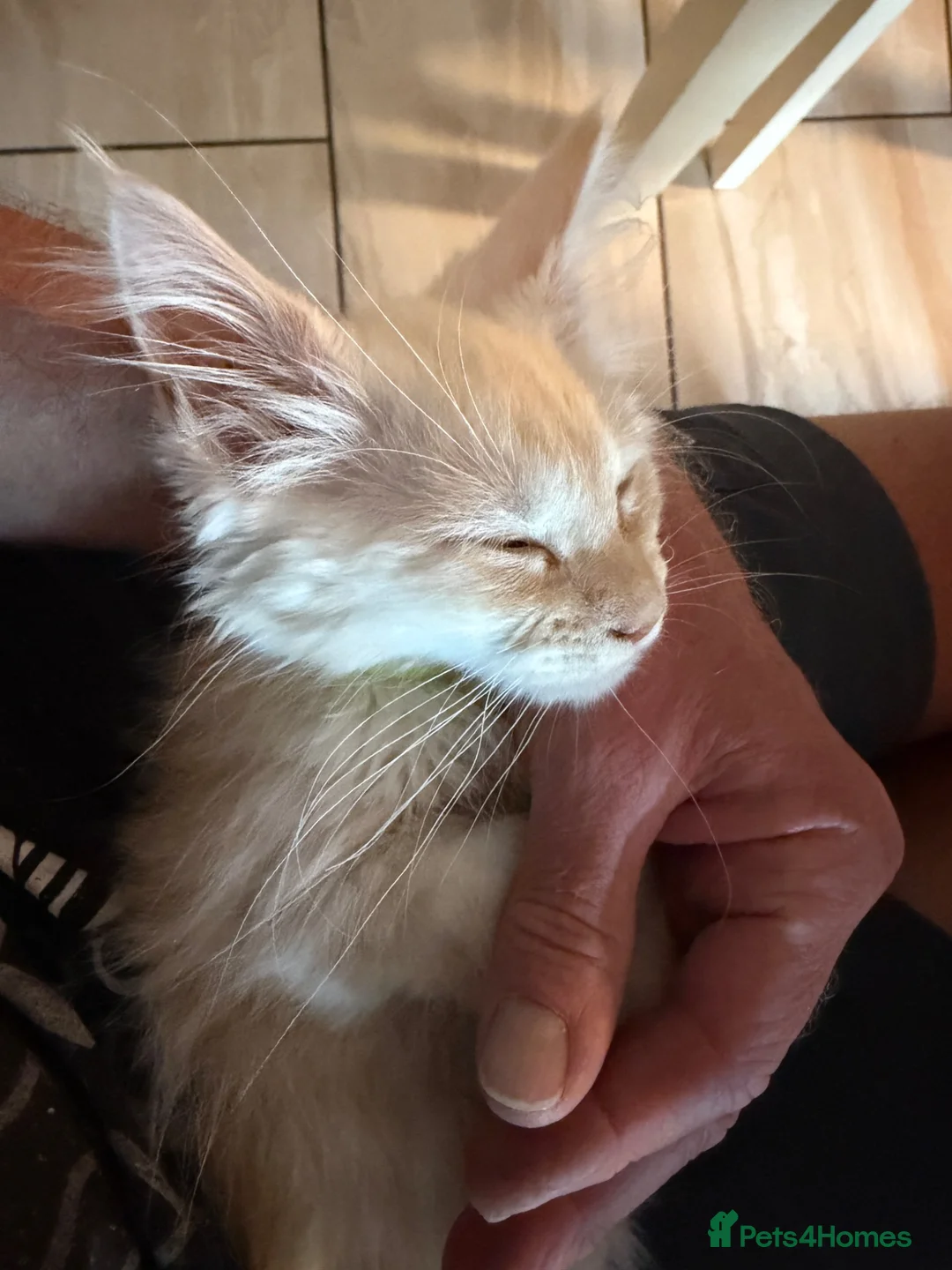 Maine Coon cats for sale: Maine Coon 3/4 Cross Kittens  - Advert 2