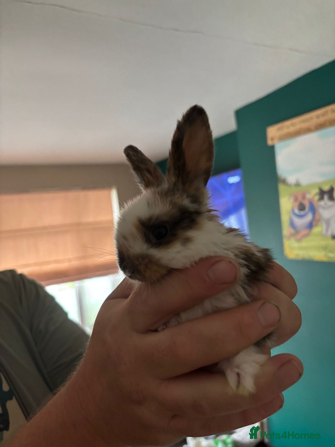 Mini Lop rabbits for sale: 8 baby rabbits - Image 18