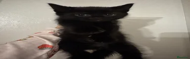 Domestic Shorthair 1