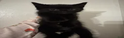 Domestic Shorthair cats for sale: Ginger girl/boy Black girl/boy kittens for sale  in Loughborough - Advert 6
