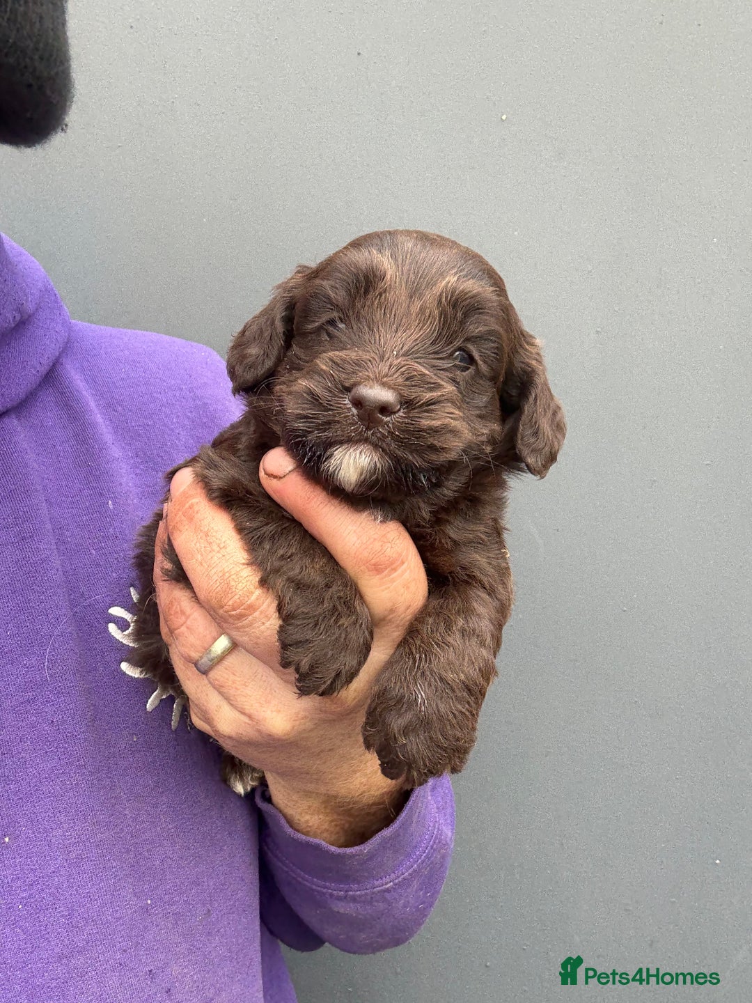 Cockapoo dogs for sale: Chocolate F1 Cockapoo Pups  - Advert 5