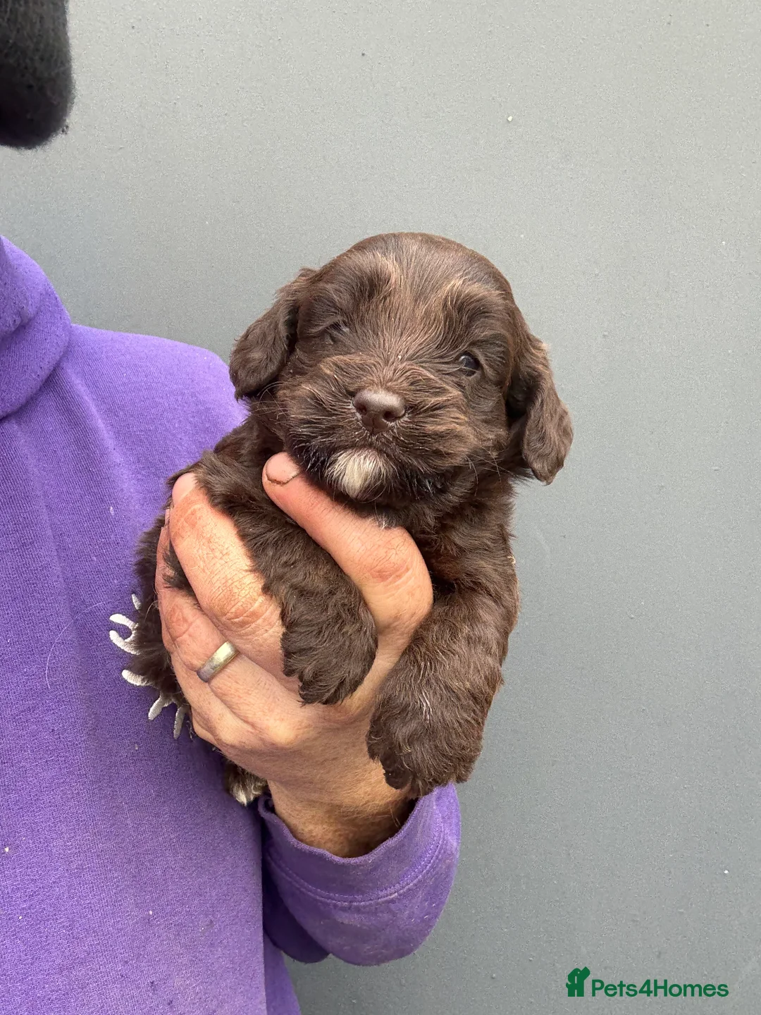 Cockapoo dogs for sale: Reservations being taken for March litter - Advert 11