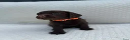 Cocker Spaniel dogs for sale: Working Cocker Spaniel Puppies  - Advert 8