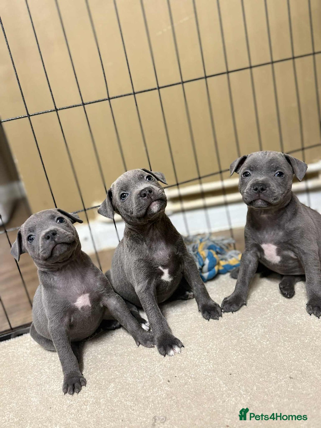 Staffordshire Bull Terrier dogs for sale: 9 Beautiful blue staff puppy’s !  - Advert 1
