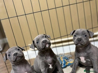 Staffordshire Bull Terrier dogs - Advert 1