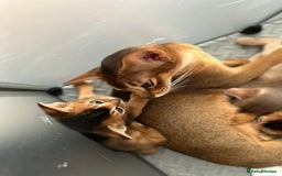 Abyssinian cats for sale: Pure Abyssinian kittens 💝 - Image 20