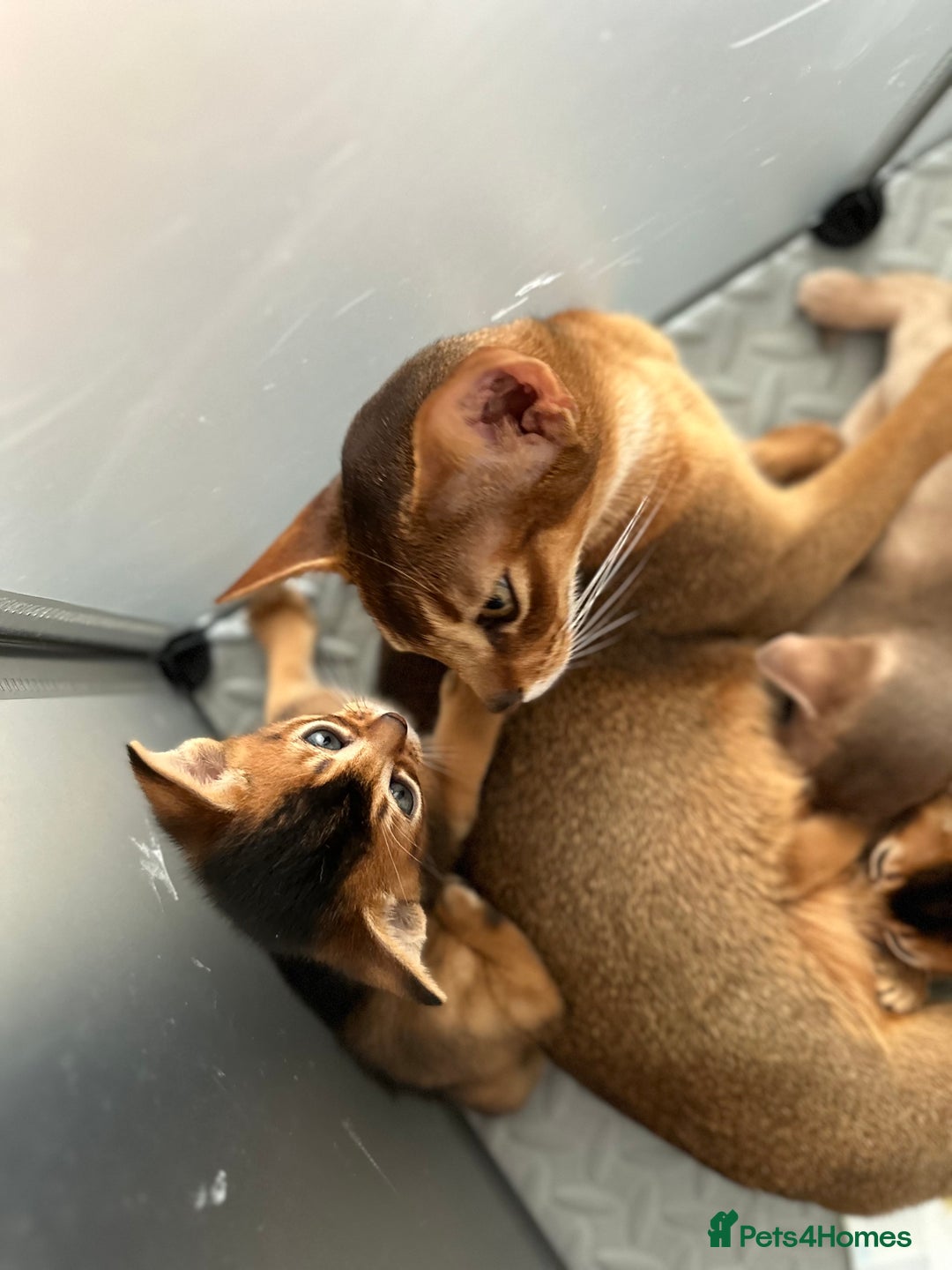 Abyssinian cats for sale: Pure Abyssinian kittens 💝 - Image 20