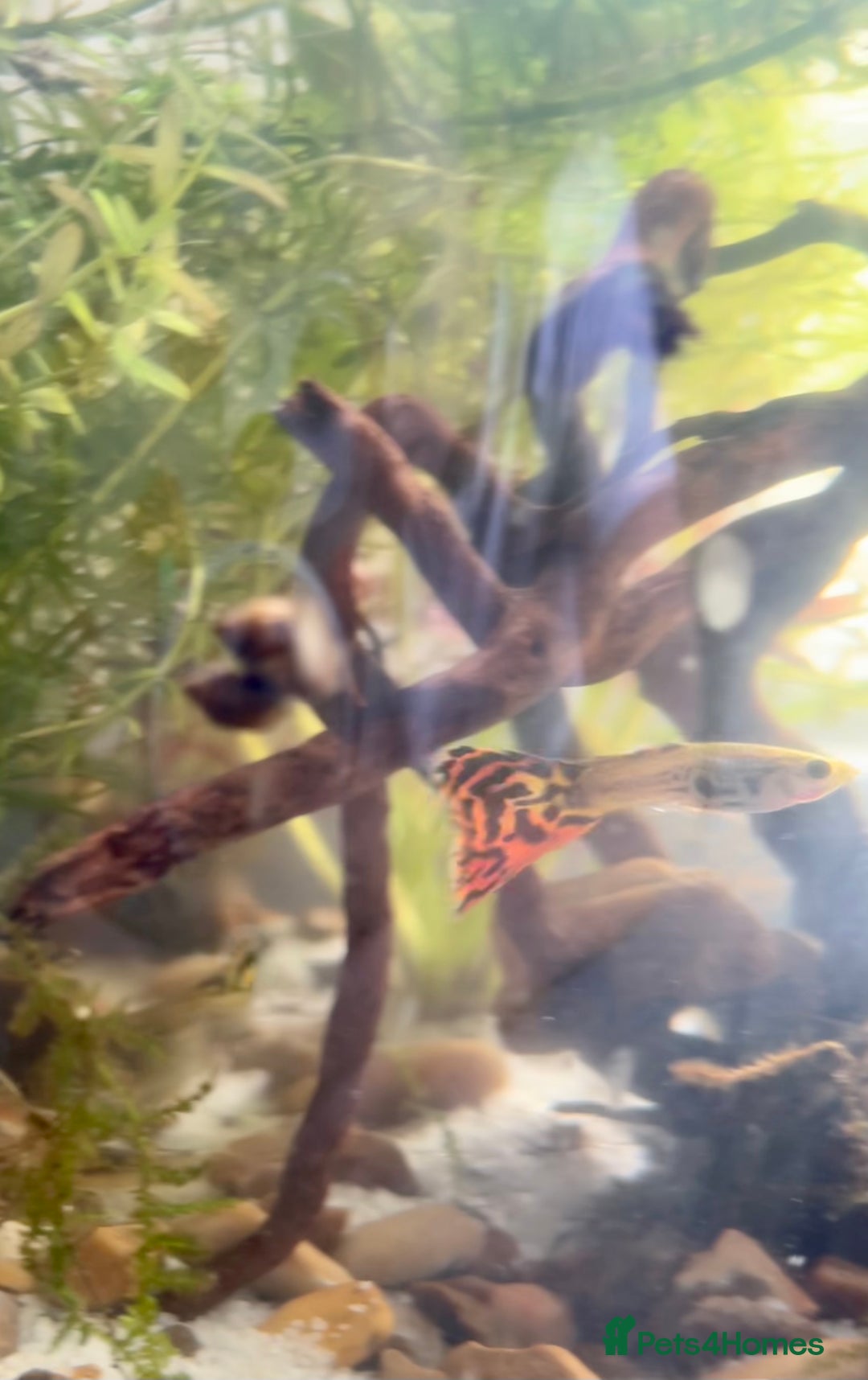 Live Bearers fish for sale: Guppy Fry £0.50  - Image 3