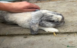 Mini Lop rabbits for sale: Male harlequin mini lop - Image 4