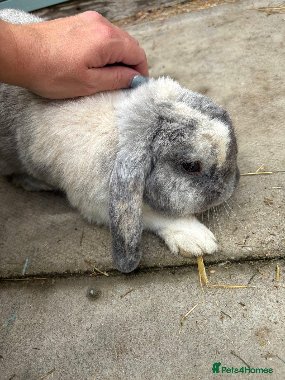 Mini Lop rabbits for sale: Male harlequin mini lop - Image 4