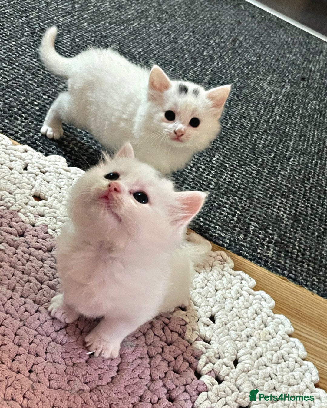 Turkish Angora cats for sale: Beautiful Fluffy Turkish angora  - girl - Image 9
