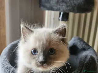 Ragdoll cats Ragdoll Kitten AVALIABLE - Advert 18