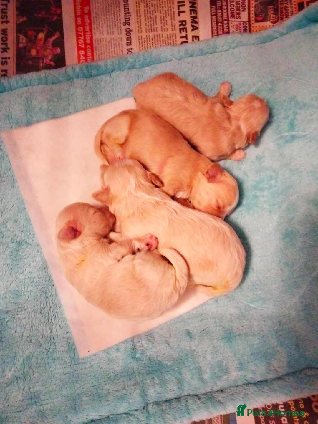 Maltipoo dogs for sale: Stunning F1 Maltpoo's 200+ Health Tests - Advert 3