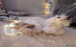 Maltipoo dogs for sale: Quality At it's Finest. From Ch Parents Multipoo - Image 6
