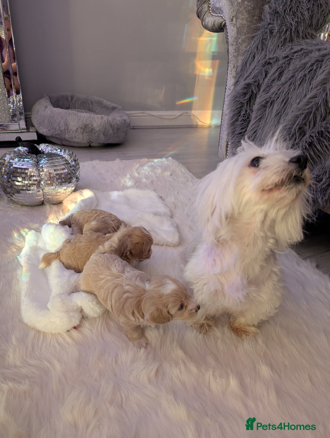 Maltipoo dogs for sale: Quality At it's Finest. From Ch Parents Multipoo - Image 6