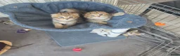 Scottish Fold cats for sale: Adorable 6 Scottish fold kittens  - Advert 18