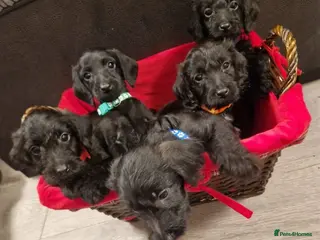 Doxiepoo dogs 3 pups ready now - Advert 5