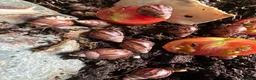 Snails invertebrates for sale: Baby Albino Tiger Stripe Giant African Land Snails - Advert 4