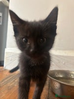 Mixed Breed cats - Advert 10