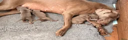 Weimaraner dogs for sale: Beautiful KC reg Weimaraner’s forever homes req - Advert 4