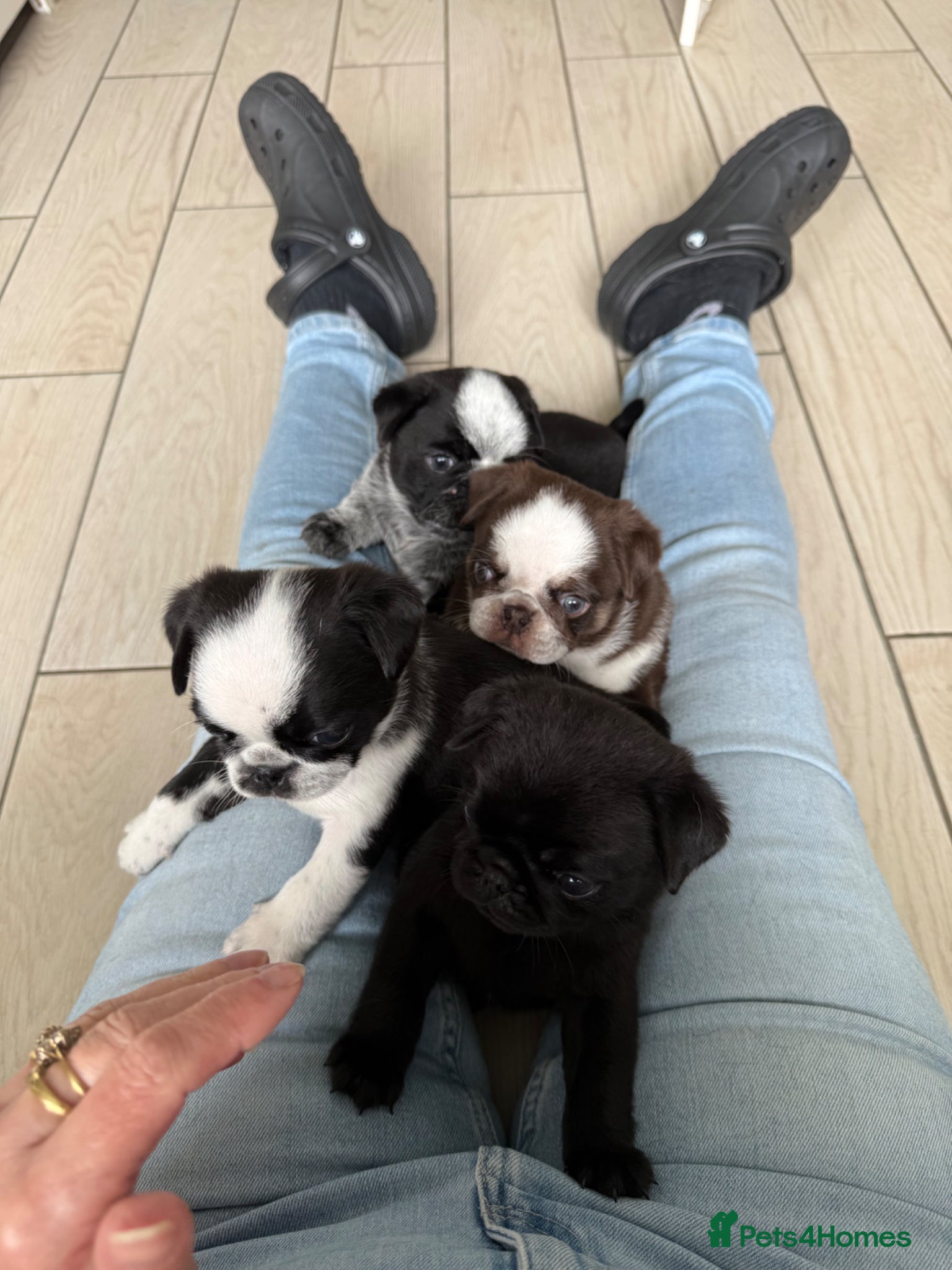 Pug dogs Black and white panda pug puppy male - Advert 12