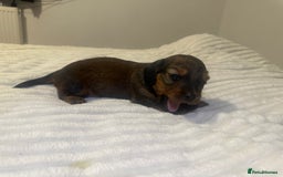 Dachshund dogs for sale:  KC Registered mini long hair Dachshund Puppies  - Image 17