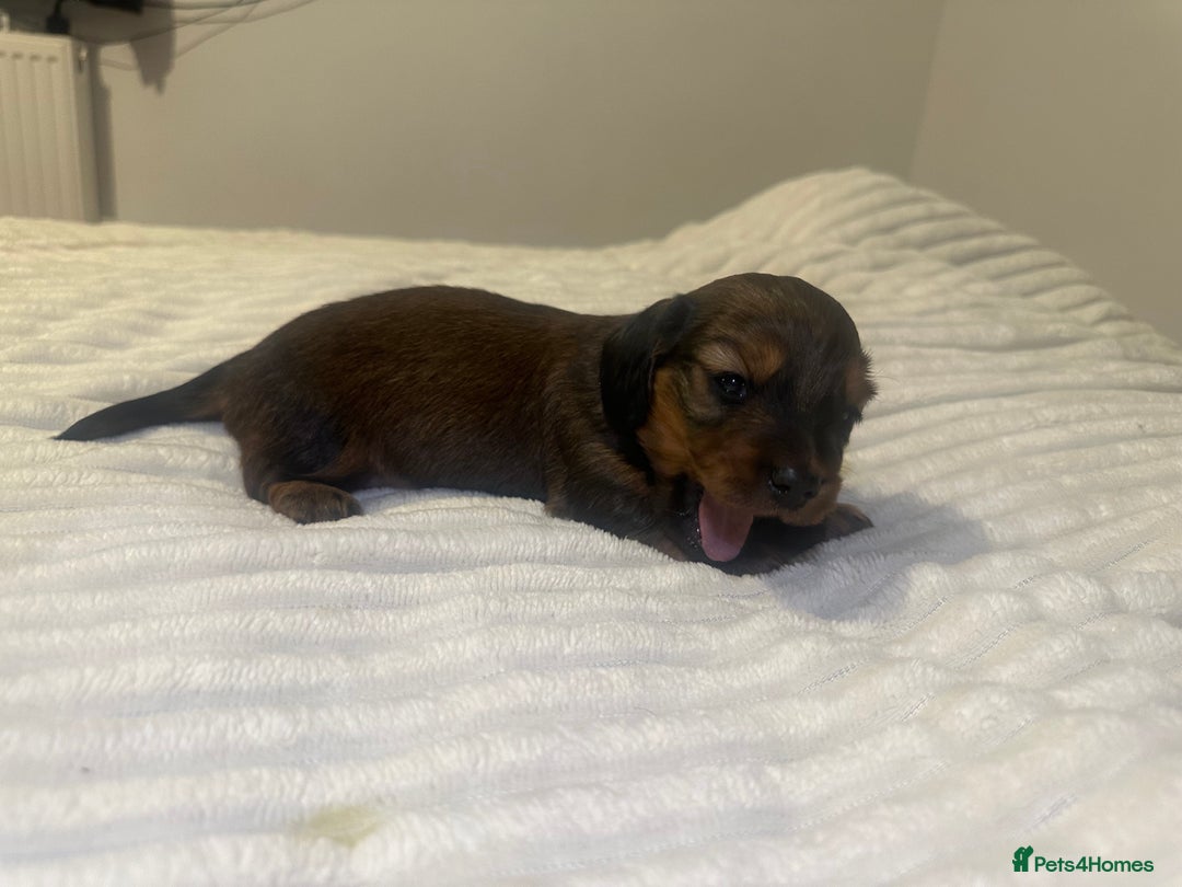 Dachshund dogs for sale:  KC Registered mini long hair Dachshund Puppies  - Image 17