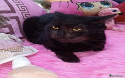 Mixed Breed cats for adoption: Alabama - Image 1