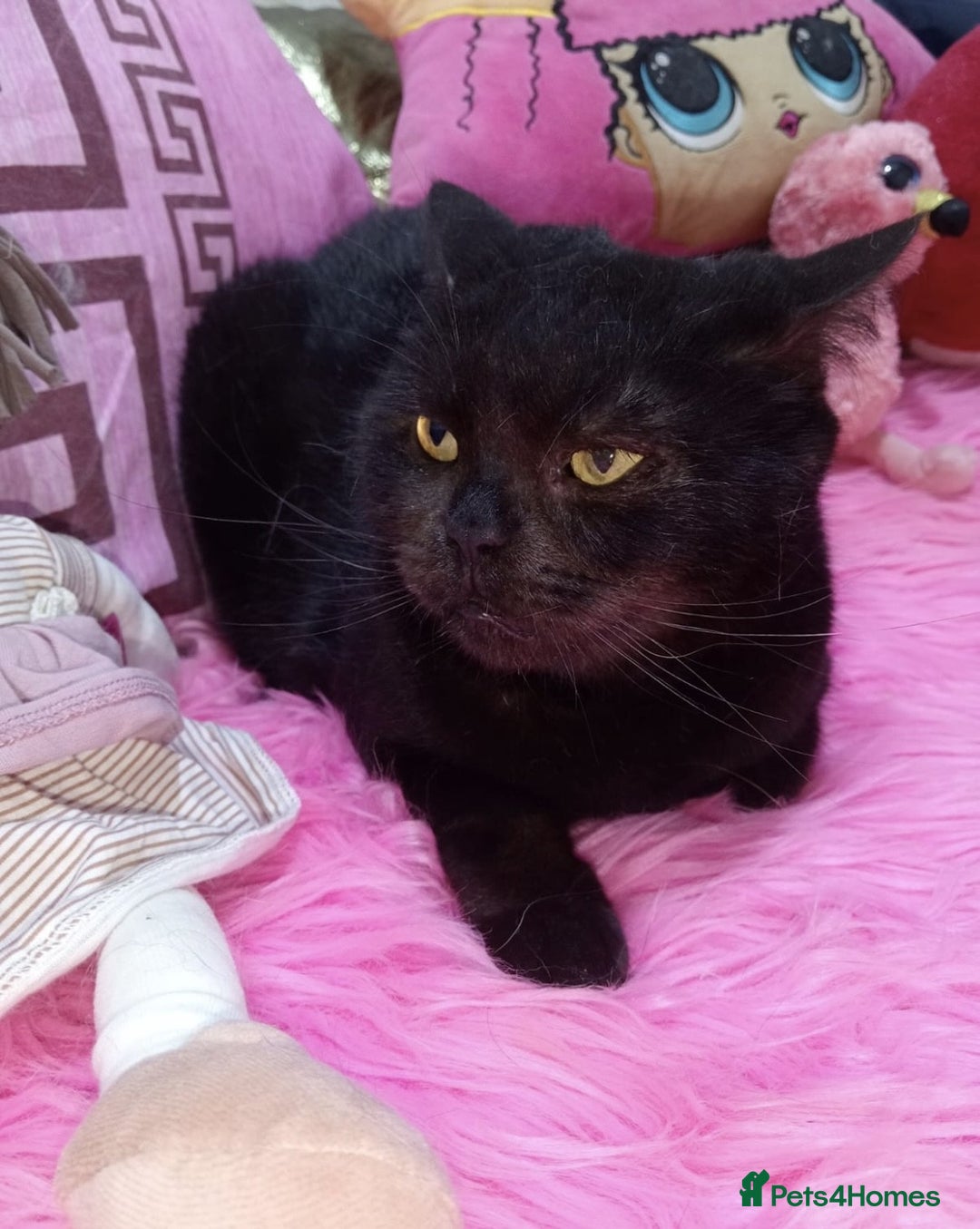 Mixed Breed cats for adoption: Alabama - Image 1