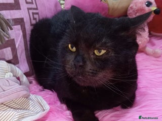 Mixed Breed cats - Advert 4