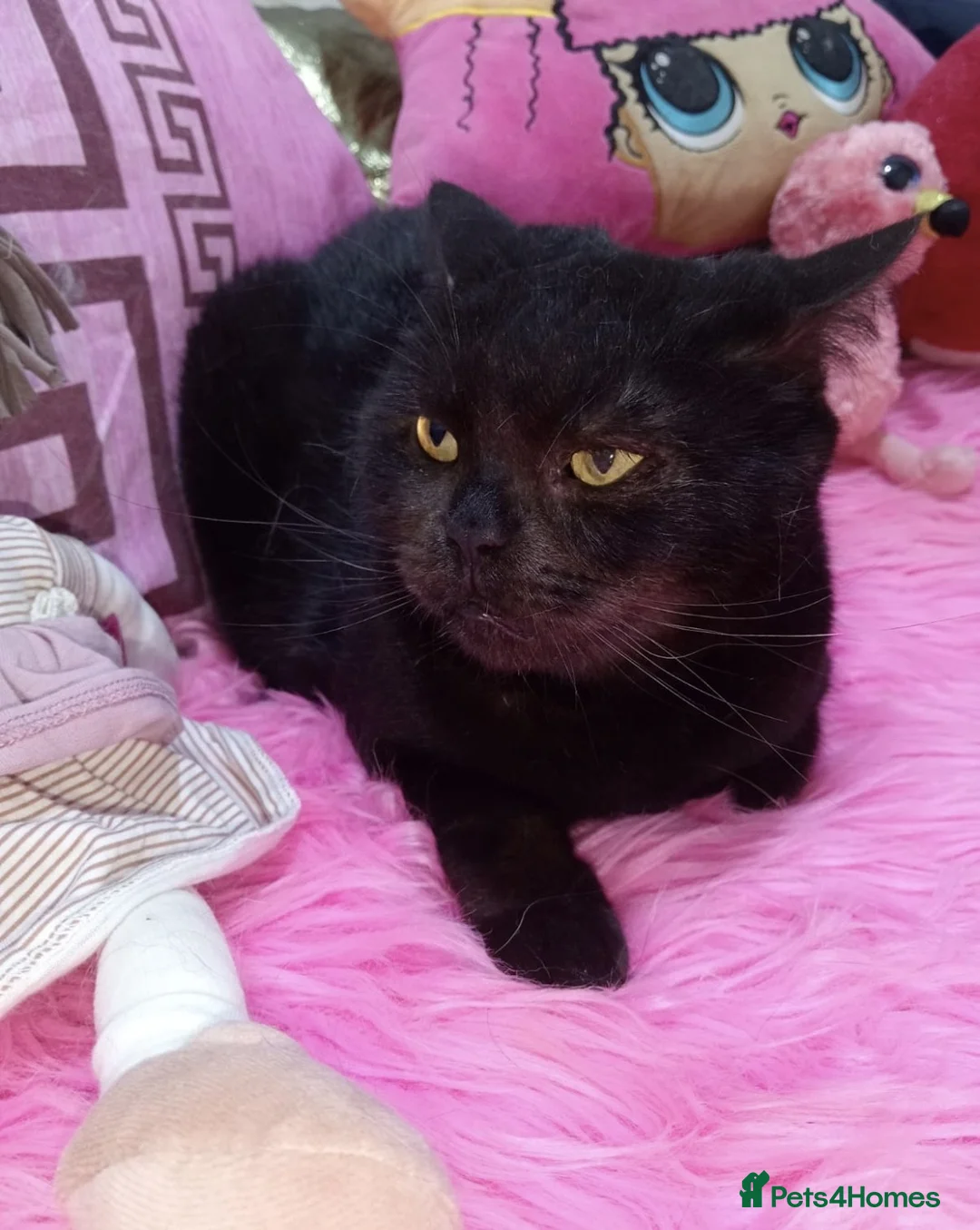 Mixed Breed cats for adoption: Alabama - Advert 2