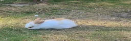 Mini Lion Lop rabbits for sale: 9 Mini Lion Lops For Sale - Advert 5
