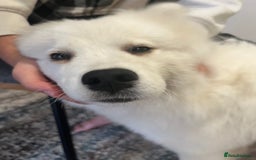 Samoyed dogs for sale: KC registered Samoyed Puppy 💕 - Image 3