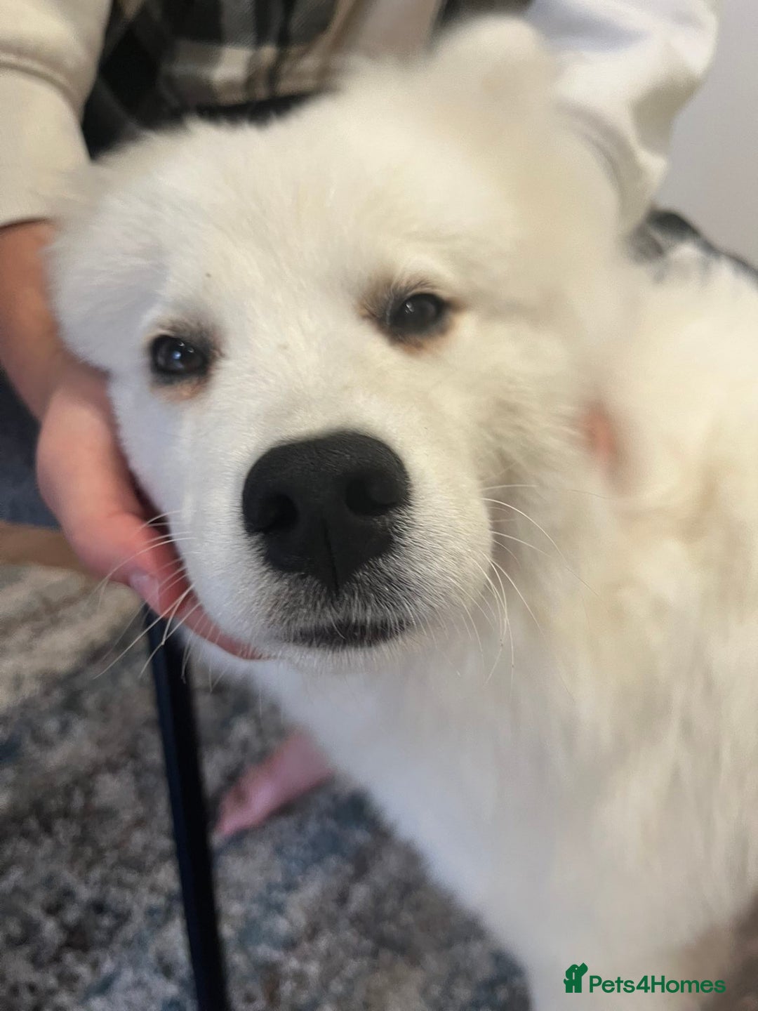 Samoyed dogs for sale: KC registered Samoyed Puppy 💕 - Image 3