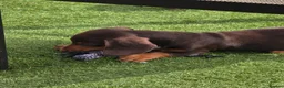 Miniature Dachshund dogs for sale: Stunning miniature dachshund puppies - Advert 4