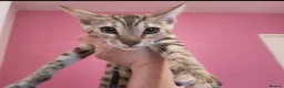 Mixed Breed cats for sale: Rare Torbie @75% Bengal Variants Kittens  - Advert 3