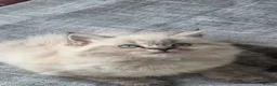 Mixed Breed cats for sale: Ragdoll mix British shorthair  - Advert 12