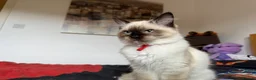 Ragdoll cats for sale: Ragdoll Kittens for Sale - Advert 24