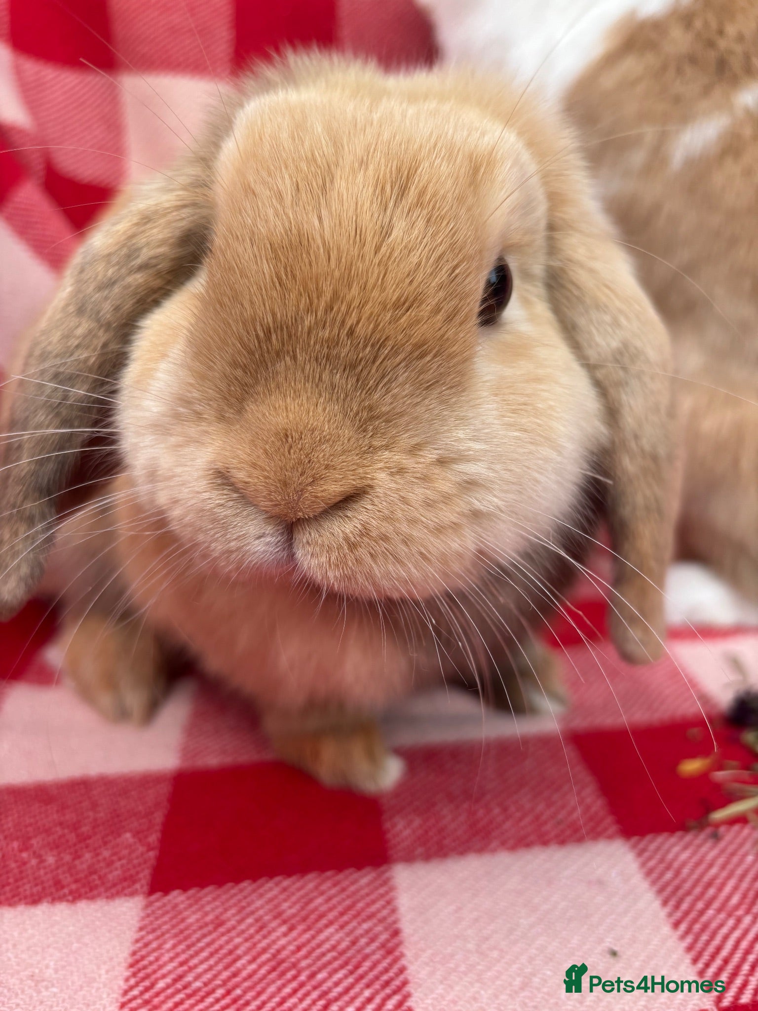 Mini Lop rabbits Gorgeous Mini Lops  - Advert 2