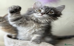 Siberian cats for sale: Traditional Siberian Blue girl  - Image 1