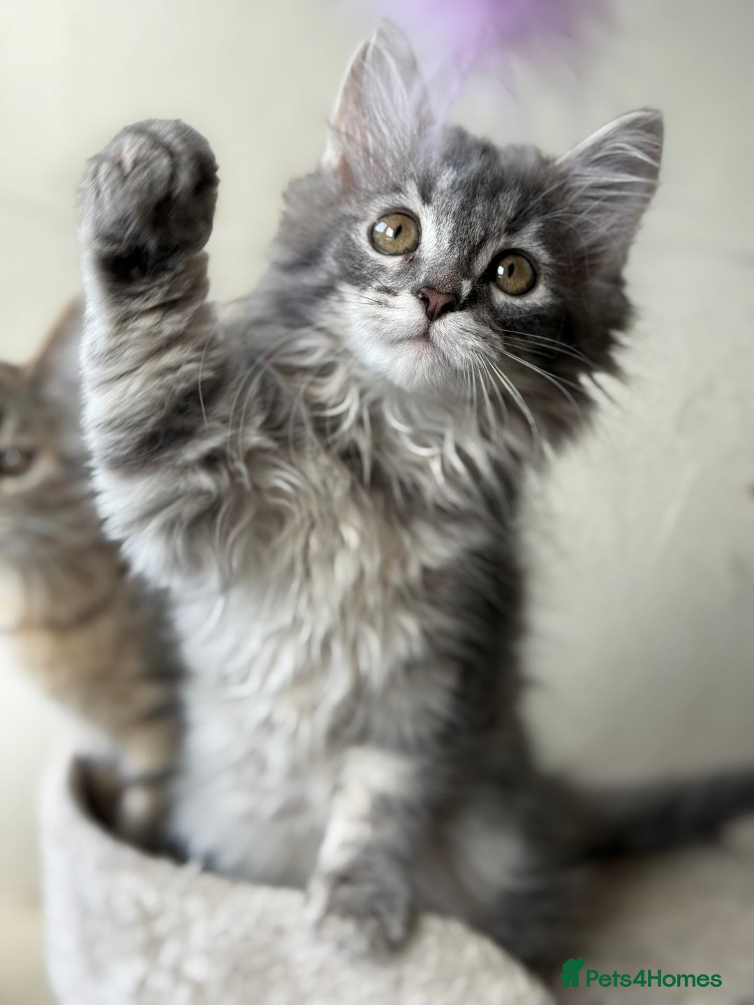 Siberian cats for sale: Traditional Siberian Blue girl  - Image 1