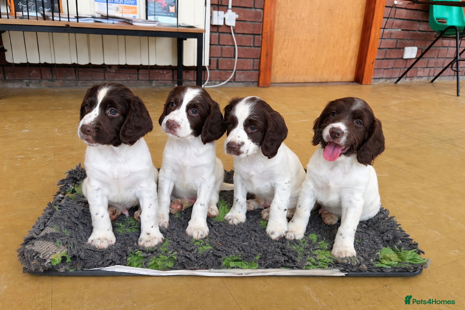 English Springer Spaniel dogs Cheeky Springer Spaniel Pups  - Advert 1